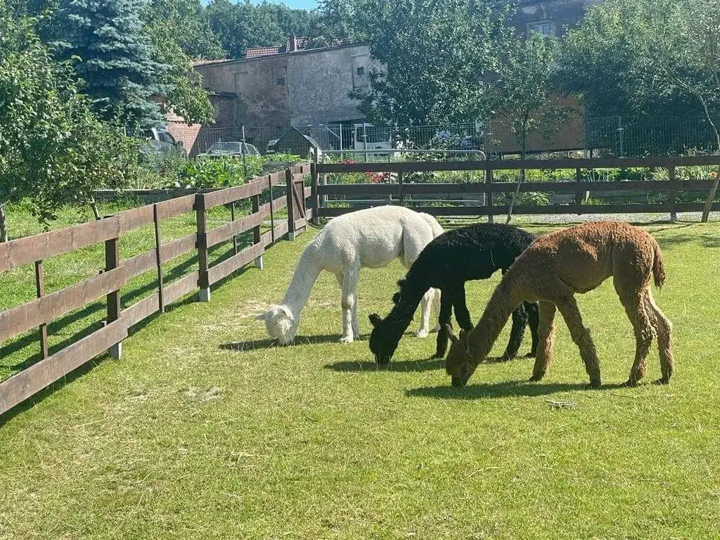 Profesionální Chov Alpak Huacaya a Suri