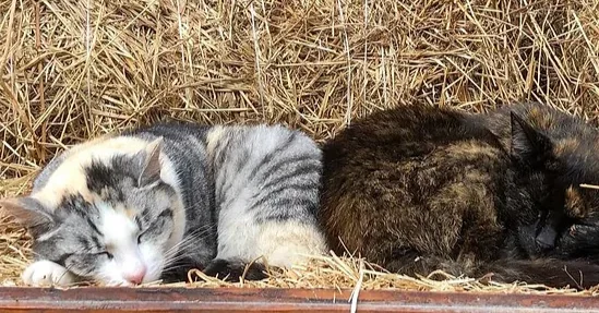 Kotki na sianie na ranczu Ajmaraya