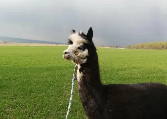 Alpaca on pasture