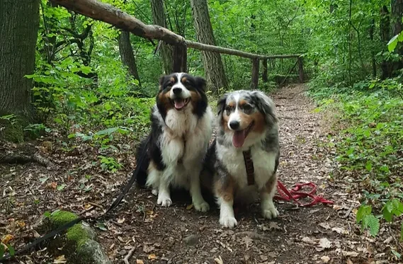 Owczarki australijskie Roy i Greta