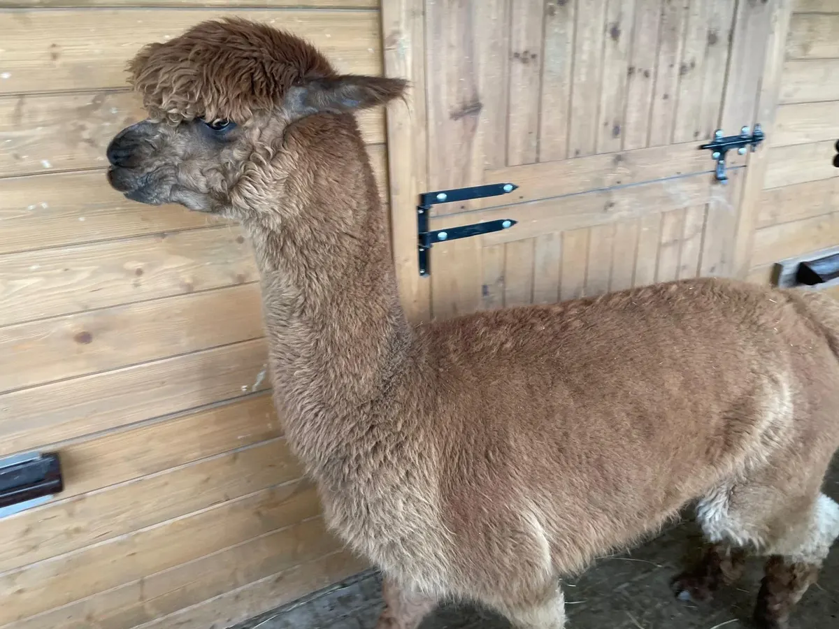Huacaya Breed