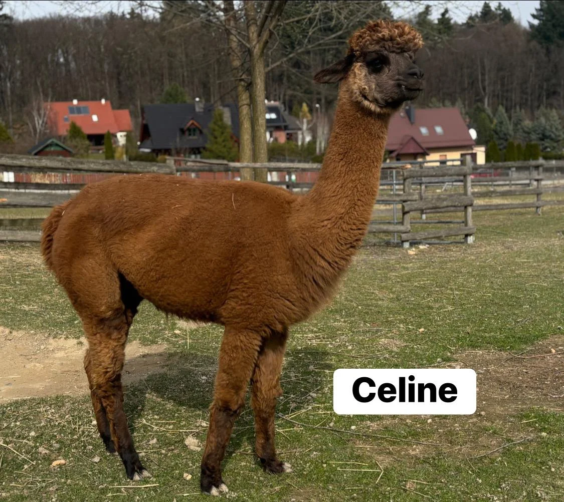 PLHAA Celine & PLHAA Meggy